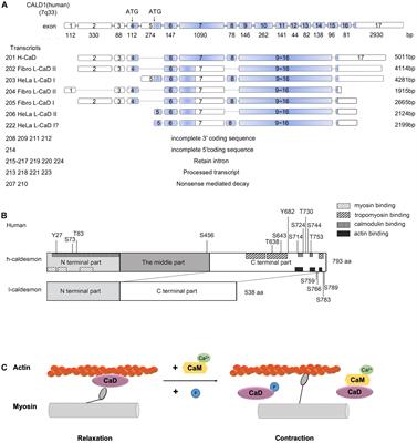 Caldesmon: Biochemical and Clinical Implications in Cancer